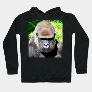 SILVERBACK Hoodie